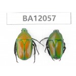 Cetoniidae sp. China,  Hunan, Xiangxi, Guzhang county. 2Pcs. BA12057.