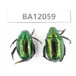 Rutelidae sp. China, Hunan, Zhuzhou, Youxian county. 2Pcs. BA12059.