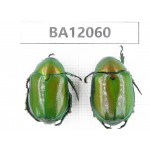 Rutelidae sp. China, Hunan, Zhuzhou, Youxian county. 2Pcs. BA12060.