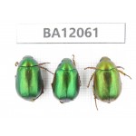 Rutelidae sp. China, Hunan, Zhuzhou, Youxian county. 3Pcs. BA12061.