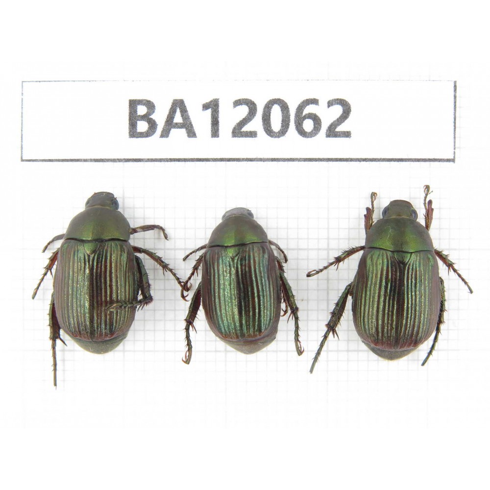 Rutelidae sp. China, Hunan, Zhuzhou, Youxian county. 3Pcs. BA12062.