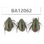 Rutelidae sp. China, Hunan, Zhuzhou, Youxian county. 3Pcs. BA12062.