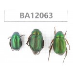 Rutelidae sp. China, Hunan, Zhuzhou, Youxian county. 3Pcs. BA12063.