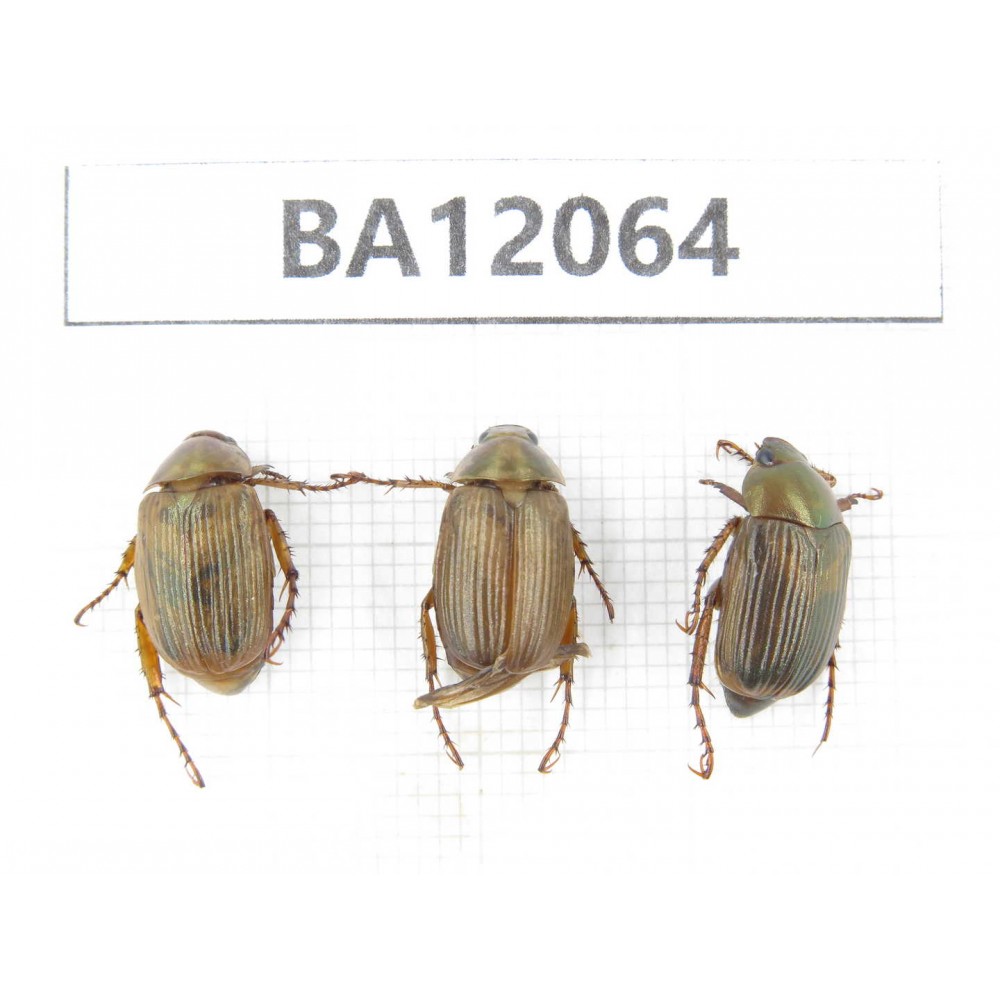 Rutelidae sp. China, Hunan, Zhuzhou, Youxian county. 3Pcs. BA12064.