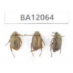 Rutelidae sp. China, Hunan, Zhuzhou, Youxian county. 3Pcs. BA12064.