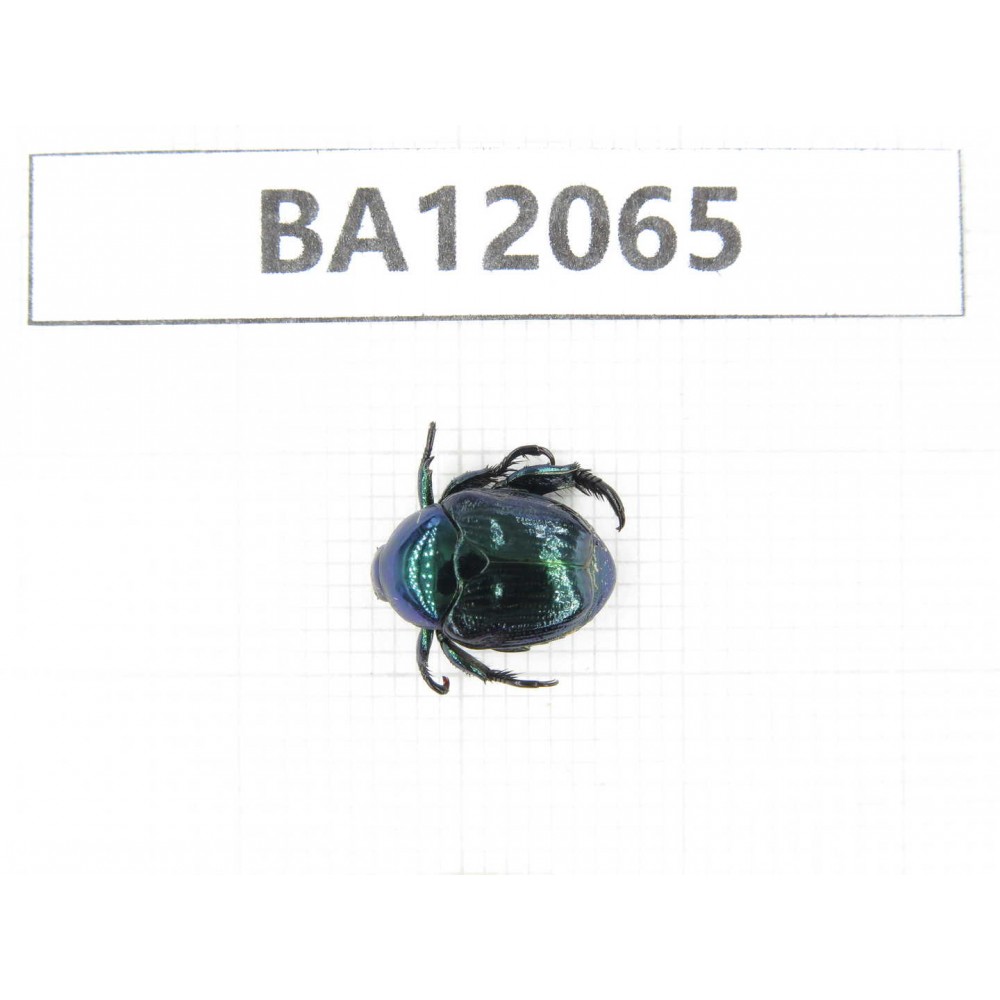 Cetoniidae sp. China,  Hunan, Zhuzhou, Youxian county.1Pcs. BA12065.