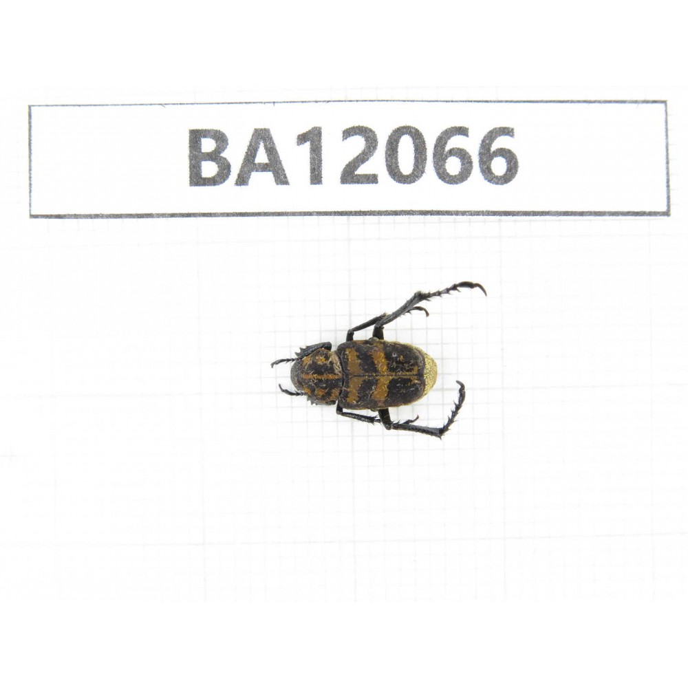 Cetoniidae sp. China,  Hunan, Zhuzhou, Youxian county.1Pcs. BA12066.