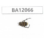 Cetoniidae sp. China,  Hunan, Zhuzhou, Youxian county.1Pcs. BA12066.