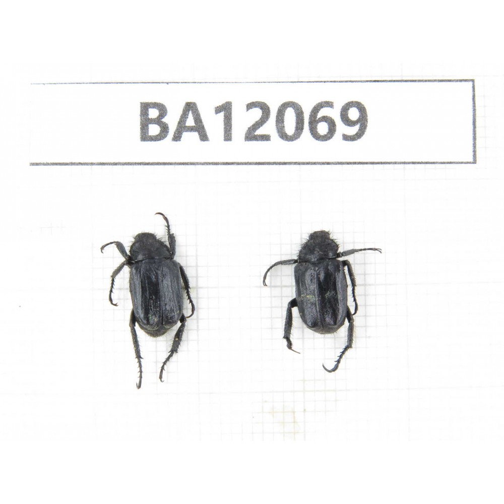 Cetoniidae sp. China,  Sichuan, Ganzi, Kangding county. 2Pcs. BA12069.