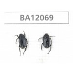 Cetoniidae sp. China,  Sichuan, Ganzi, Kangding county. 2Pcs. BA12069.