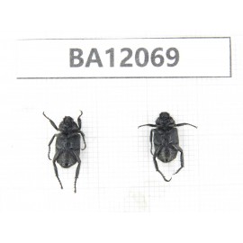 Cetoniidae sp. China,  Sichuan, Ganzi, Kangding county. 2Pcs. BA12069.