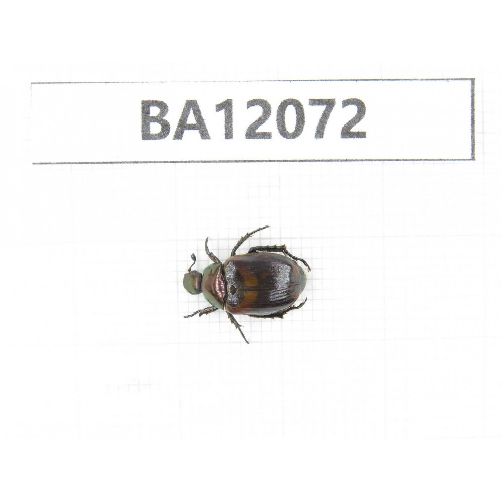 Rutelidae sp. China, Sichuan, Ganzi, Kangding county. 1Pcs. BA12072.