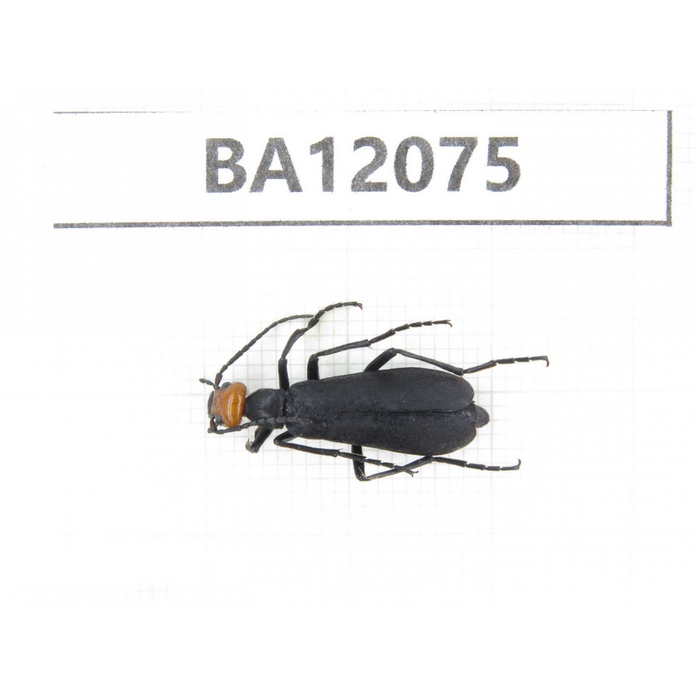 Coleoptera sp. China, Sichuan, Ganzi, Kangding county. 1Pcs. BA12075.