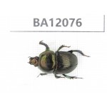 Geotrupidae sp. China, Sichuan, Ganzi, Kangding county.1Pcs. BA12076.