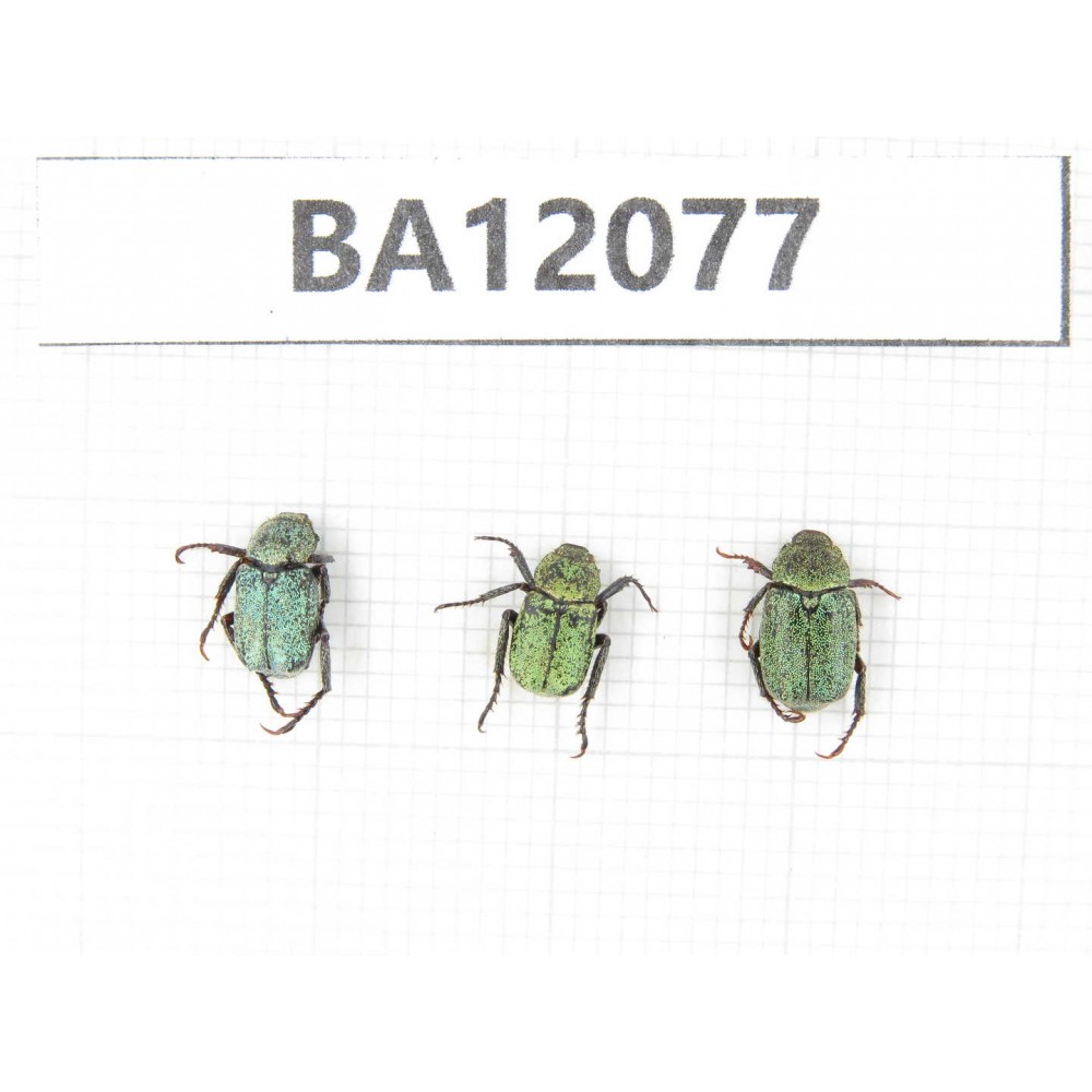 Cetoniidae sp. China,   Sichuan, Ganzi, Luhuo county. 3Pcs. BA12077.