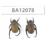 Cetoniidae sp. China, Qinghai, Haidong, Hualong county. 2Pcs. BA12078.