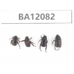 Cetoniidae sp. China, Qinghai, Yushu, Nangqian county. 4Pcs. BA12082.