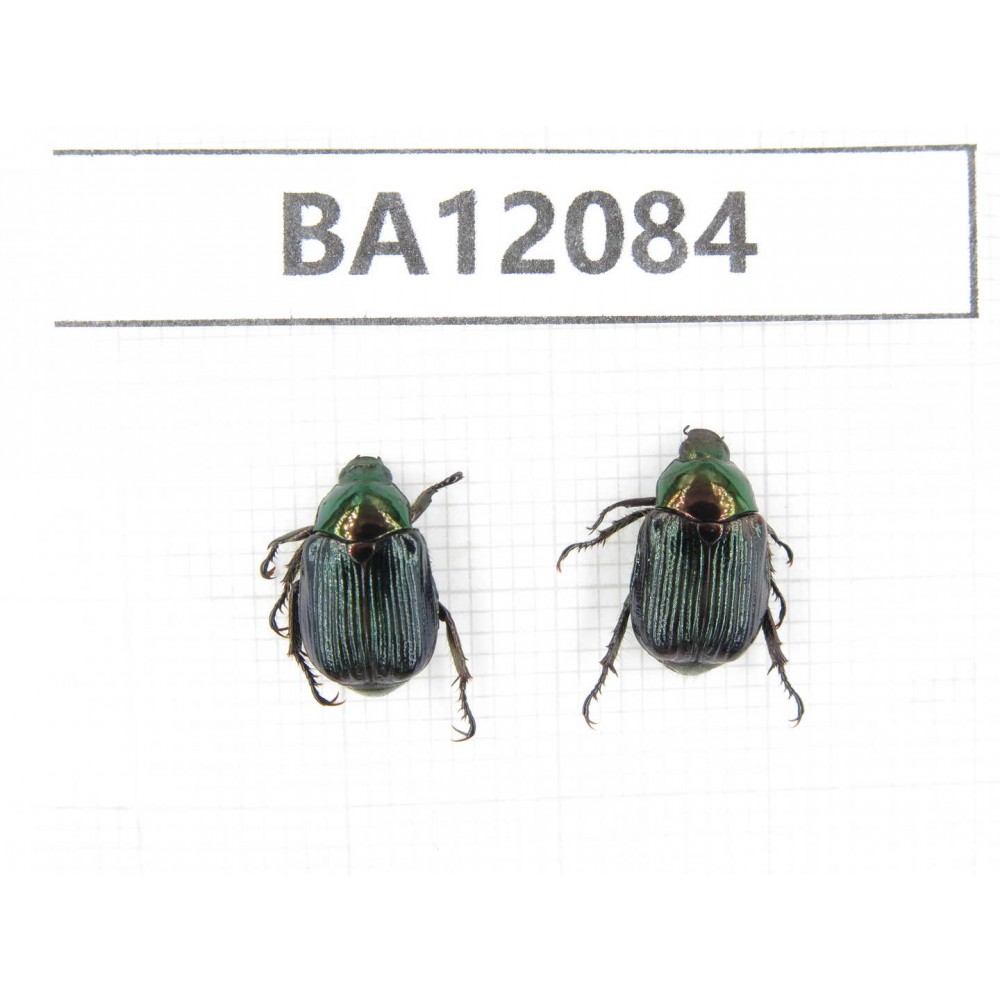 Rutelidae sp. China, Tibet, Qamdo area, N of Qamdo. 2Pcs. BA12084.