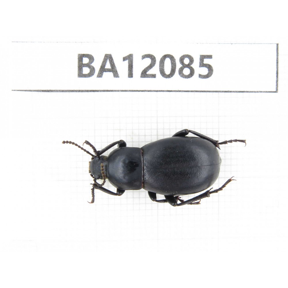 Tenebrionidae sp. China, Tibet, Qamdo area, N of Qamdo.1Pcs. BA12085.