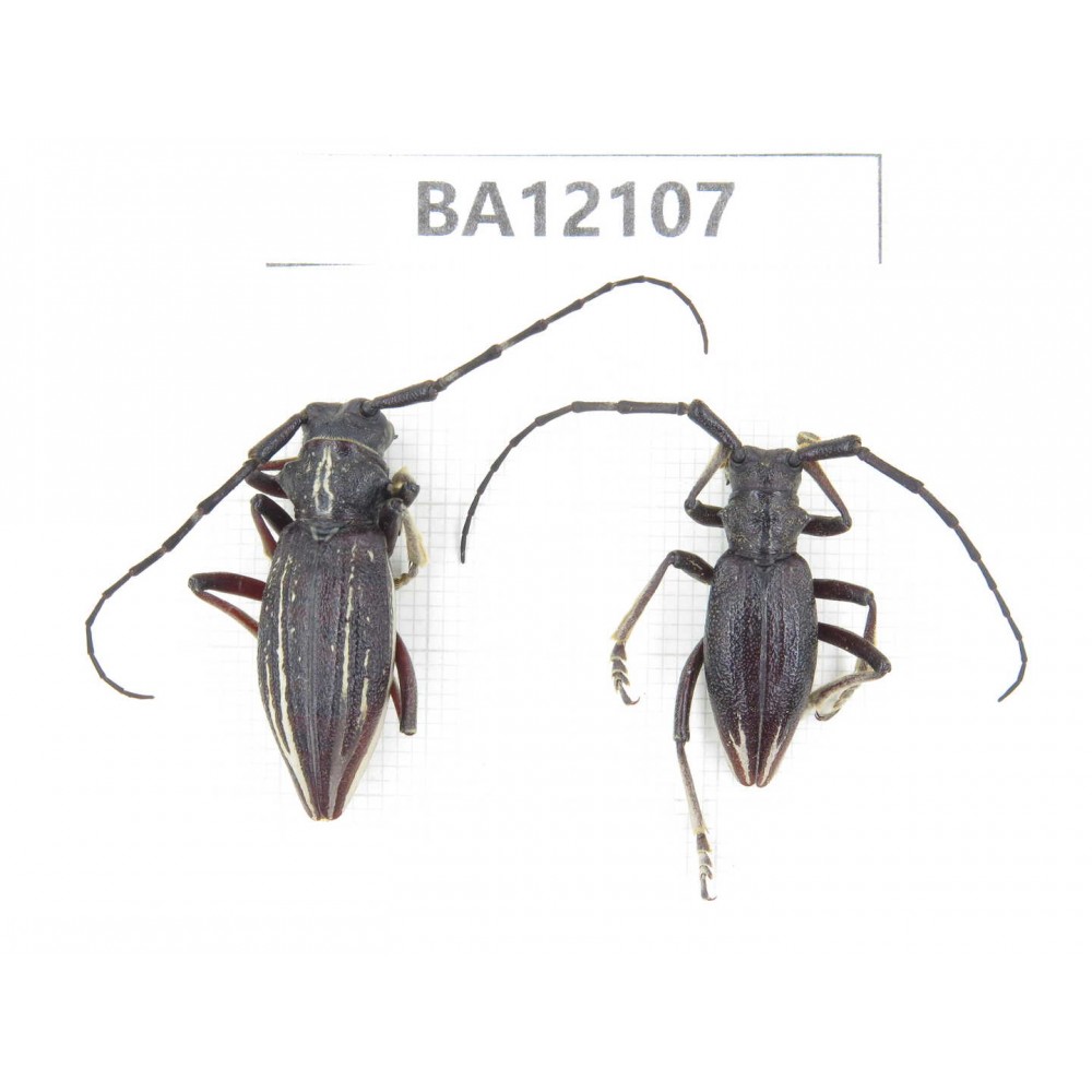 Eodorcadion zhaoi. China, Inner Mongolia, Alashan area, Tenggeli desert. 1P. BA12107.