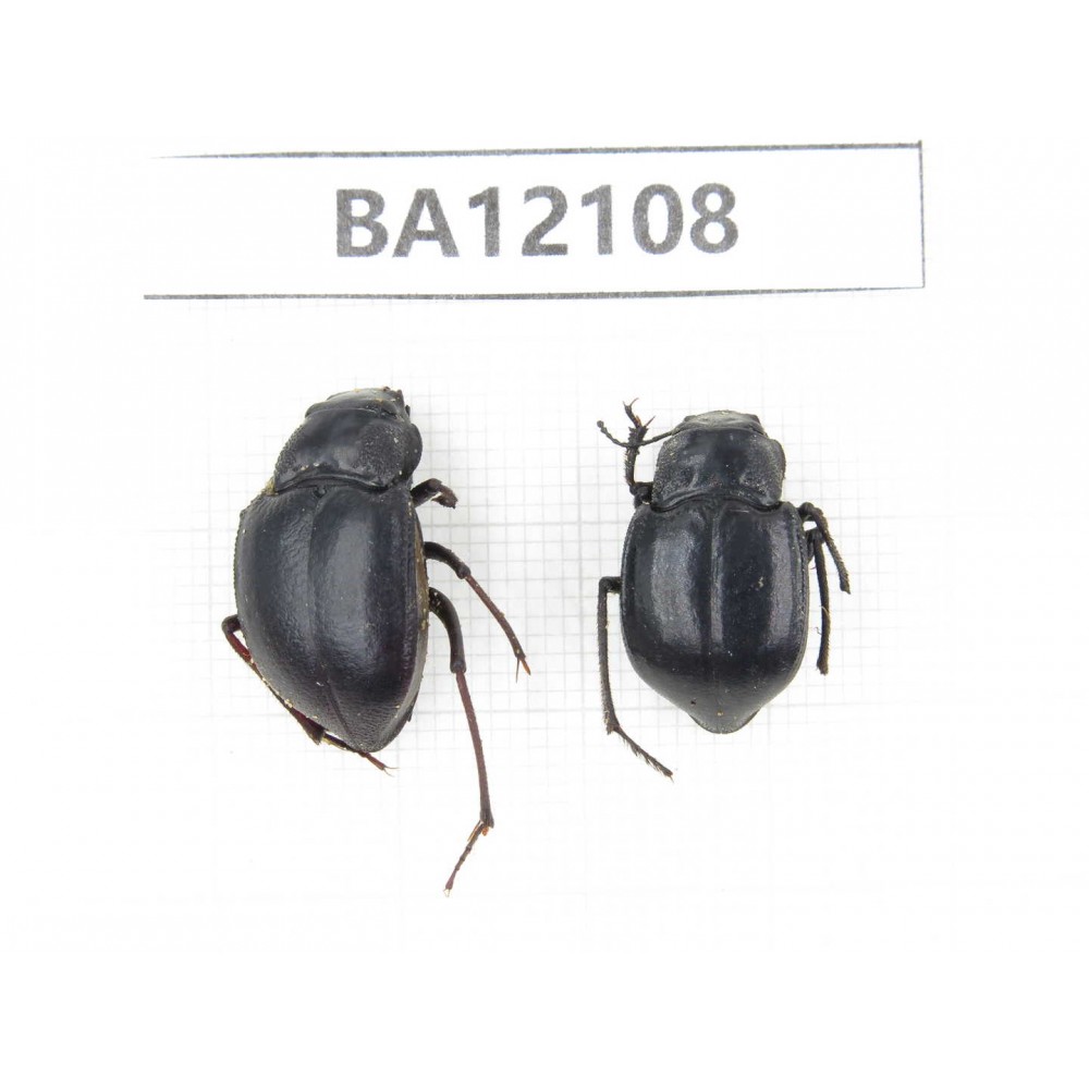 Tenebrionidae sp. China,Inner Mongolia, Alashan area, Tenggeli desert. 2Pcs. BA12108.