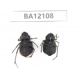 Tenebrionidae sp. China,Inner Mongolia, Alashan area, Tenggeli desert. 2Pcs. BA12108.