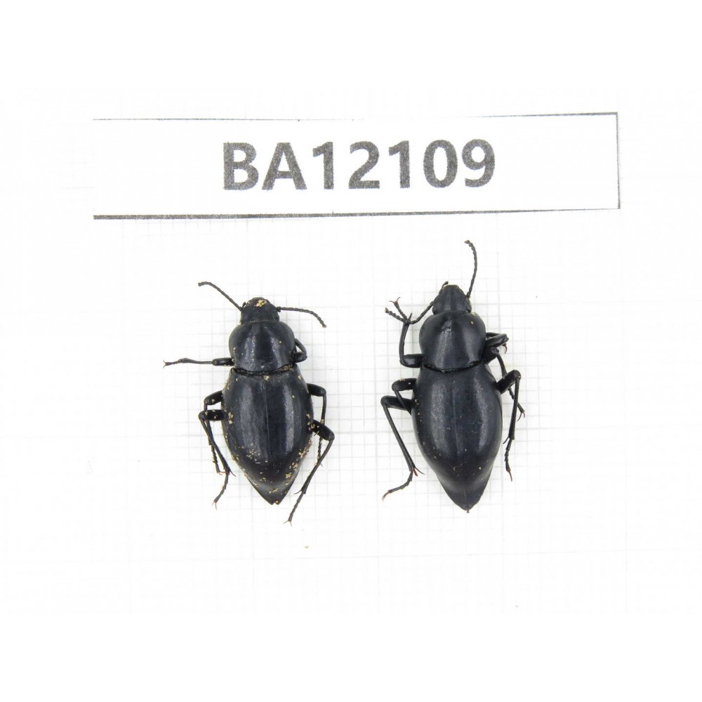 Tenebrionidae sp. China,Inner Mongolia, Alashan area, Tenggeli desert. 2Pcs. BA12109.