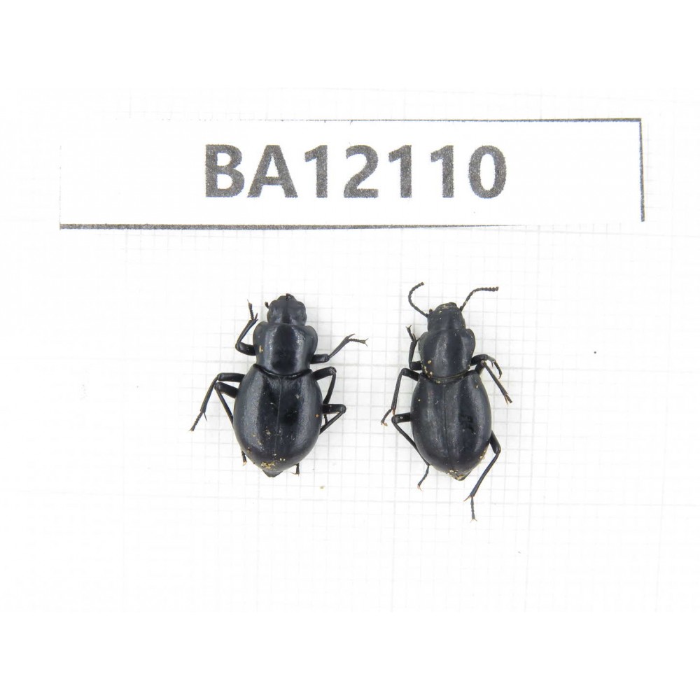 Tenebrionidae sp. China,Inner Mongolia, Alashan area, Tenggeli desert. 2Pcs. BA12110.