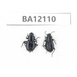 Tenebrionidae sp. China,Inner Mongolia, Alashan area, Tenggeli desert. 2Pcs. BA12110.