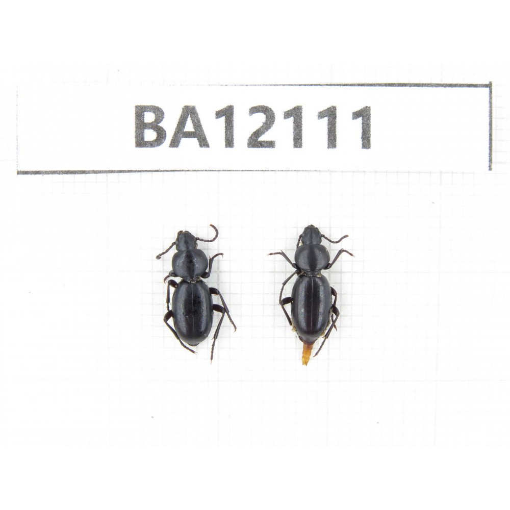 Tenebrionidae sp. China,Inner Mongolia, Alashan area, Tenggeli desert. 2Pcs. BA12111.