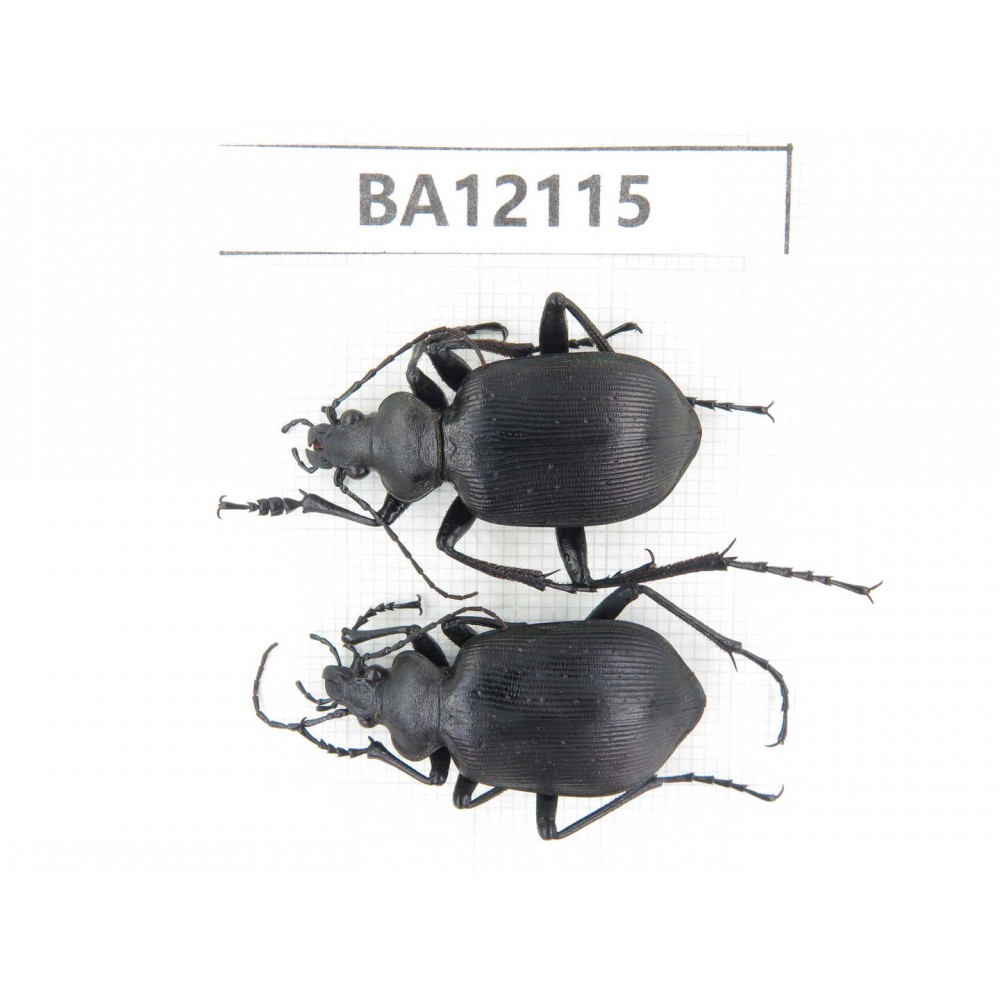 Carabidae sp. China,  Heilongjiang, Mudanjiang. 2Pcs. BA12115.