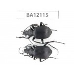 Carabidae sp. China,  Heilongjiang, Mudanjiang. 2Pcs. BA12115.