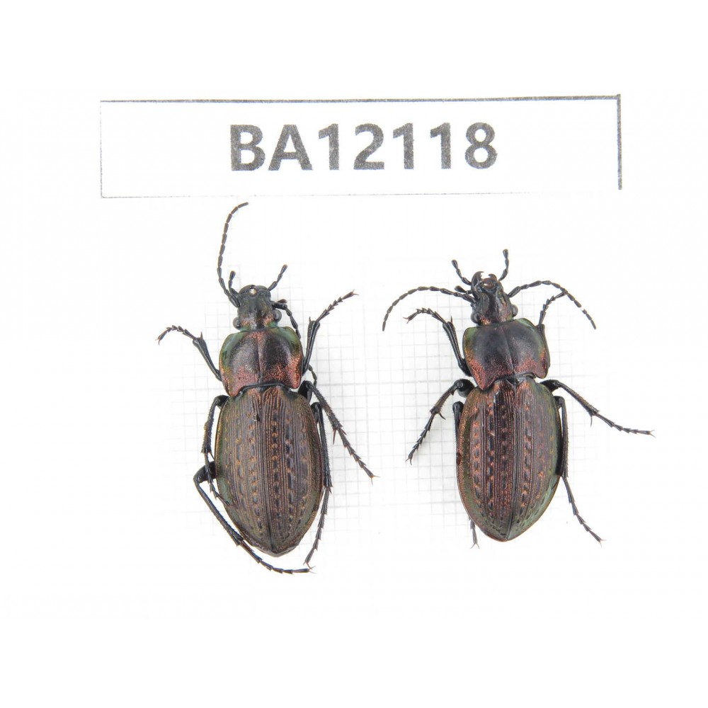 Carabidae sp. China,  Heilongjiang, Mudanjiang. 2Pcs. BA12118.