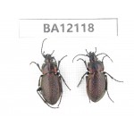 Carabidae sp. China,  Heilongjiang, Mudanjiang. 2Pcs. BA12118.