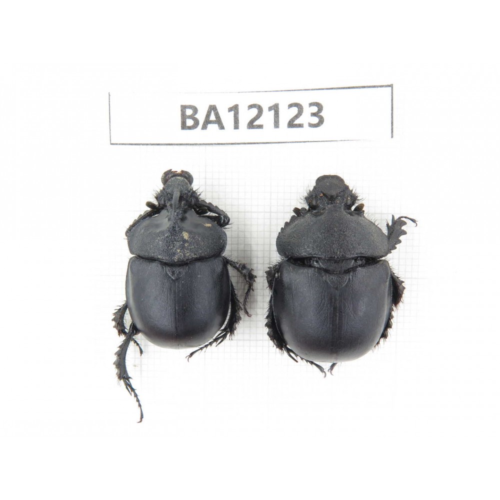 Geotrupidae sp. China, Guangxi, Guilin, Mt.Maoershan.1P. BA12123.