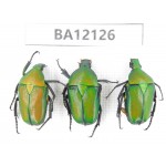 Cetoniidae sp. China, Guangxi, Guilin, Mt.Maoershan. 3Pcs. BA12126.