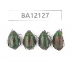 Rutelidae sp. China, Guangxi, Guilin, Mt.Maoershan. 4Pcs. BA12127.