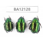 Rutelidae sp. China, Guangxi, Guilin, Mt.Maoershan. 3Pcs. BA12128.