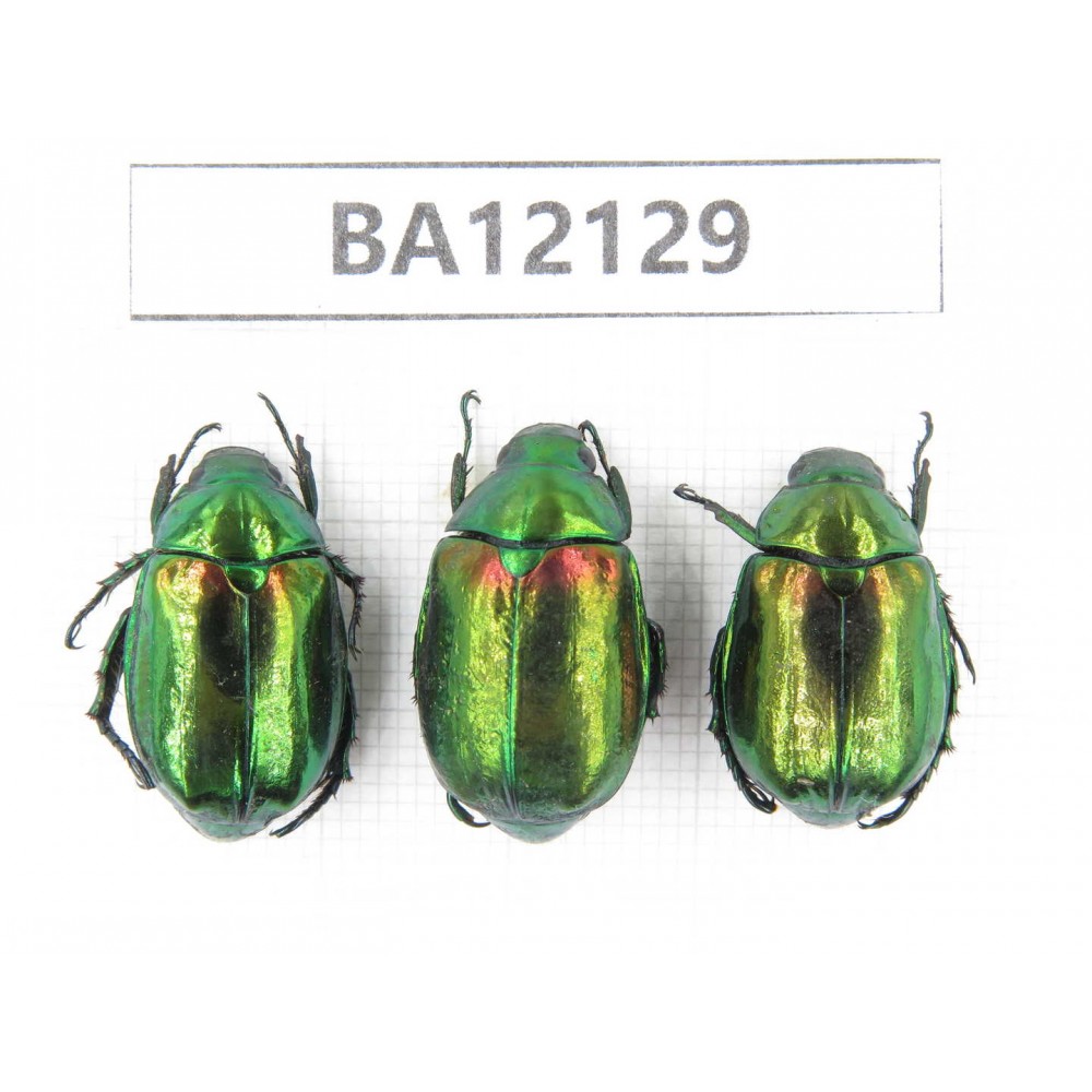 Rutelidae sp. China, Guangxi, Guilin, Mt.Maoershan. 3Pcs. BA12129.