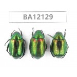 Rutelidae sp. China, Guangxi, Guilin, Mt.Maoershan. 3Pcs. BA12129.
