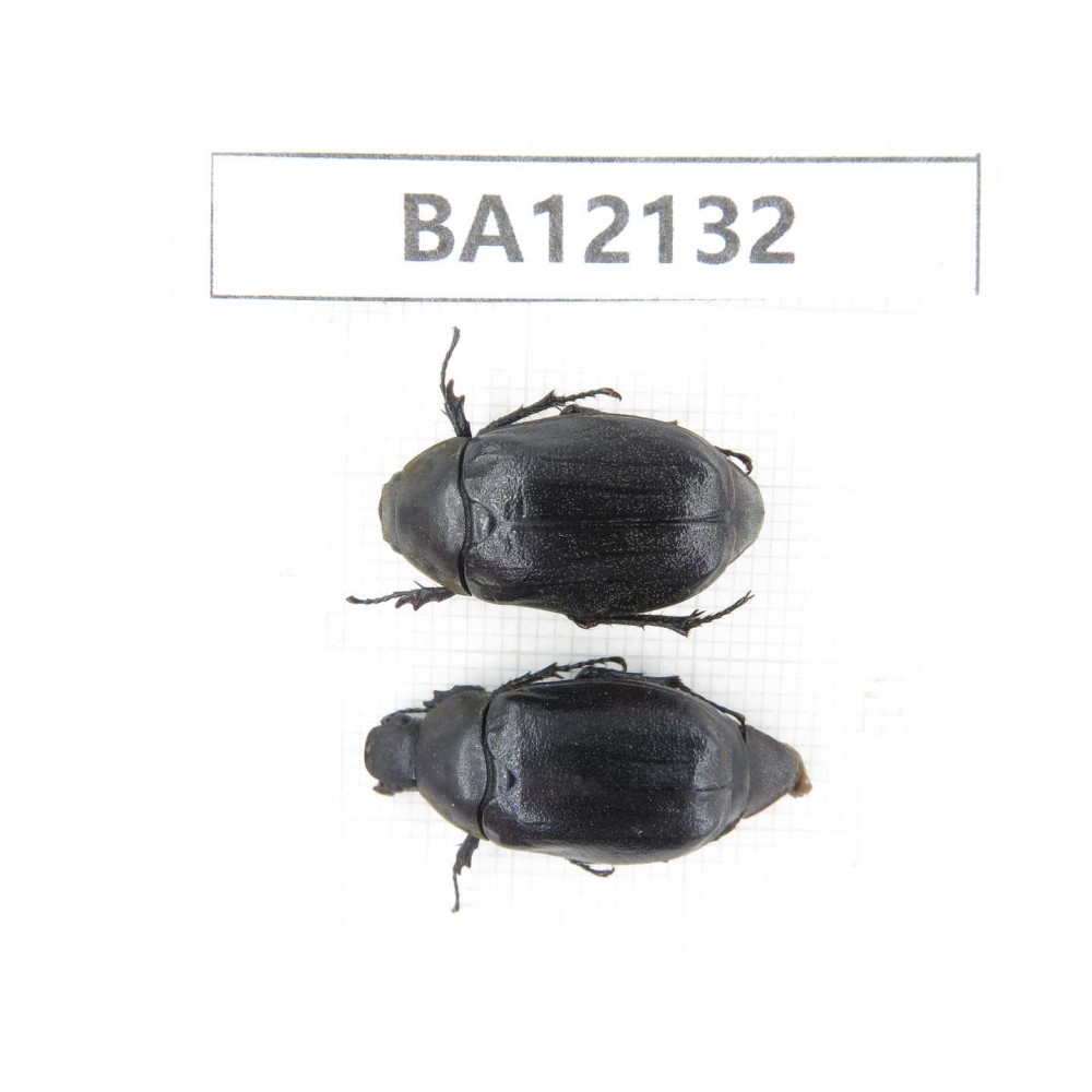 Melolonthidae sp. China, Guangxi, Guilin, Mt.Maoershan. 1P. BA12132.
