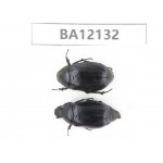 Melolonthidae sp. China, Guangxi, Guilin, Mt.Maoershan. 1P. BA12132.