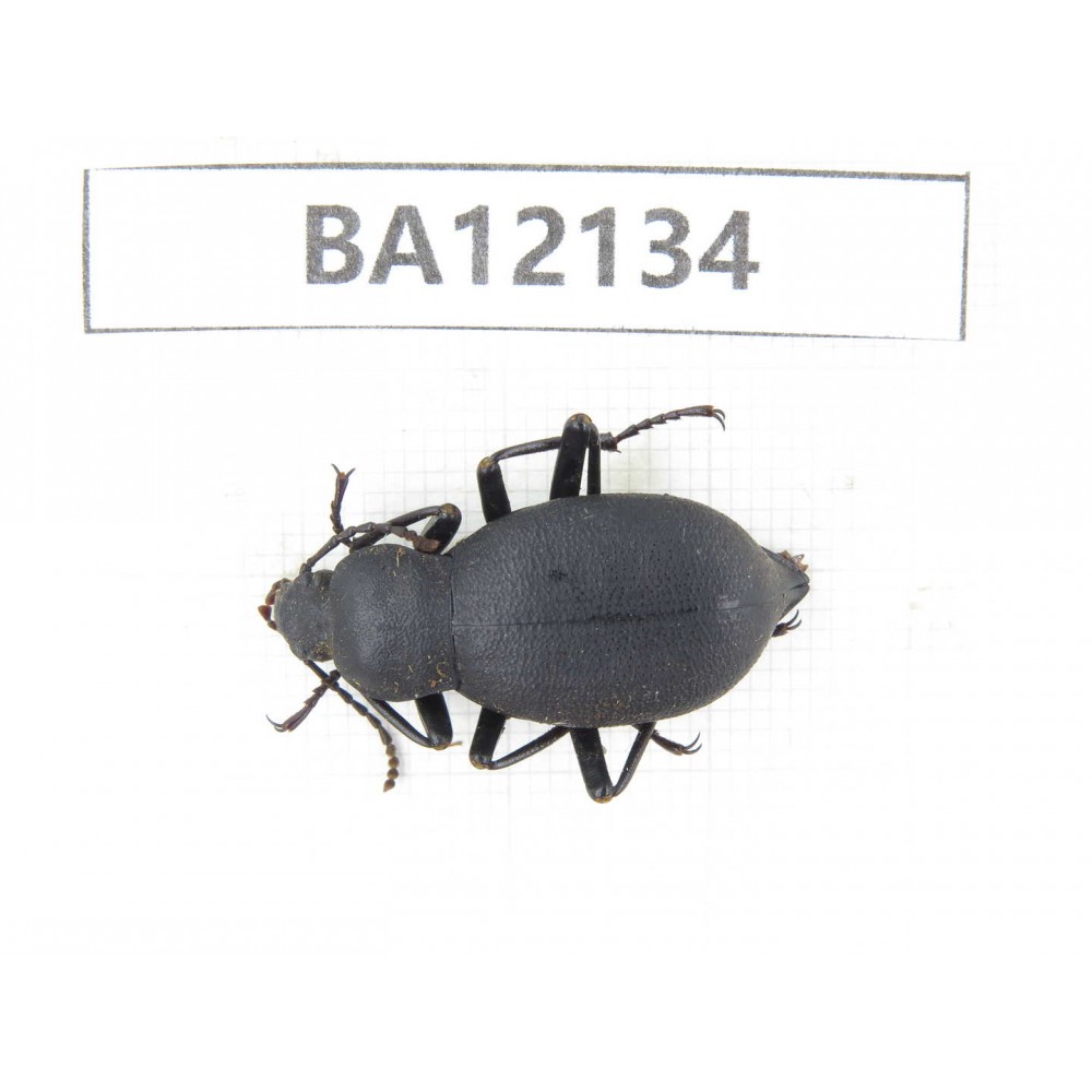 Tenebrionidae sp. China,Guangxi, Guilin, Mt.Maoershan. 1Pcs. BA12134.