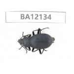 Tenebrionidae sp. China,Guangxi, Guilin, Mt.Maoershan. 1Pcs. BA12134.