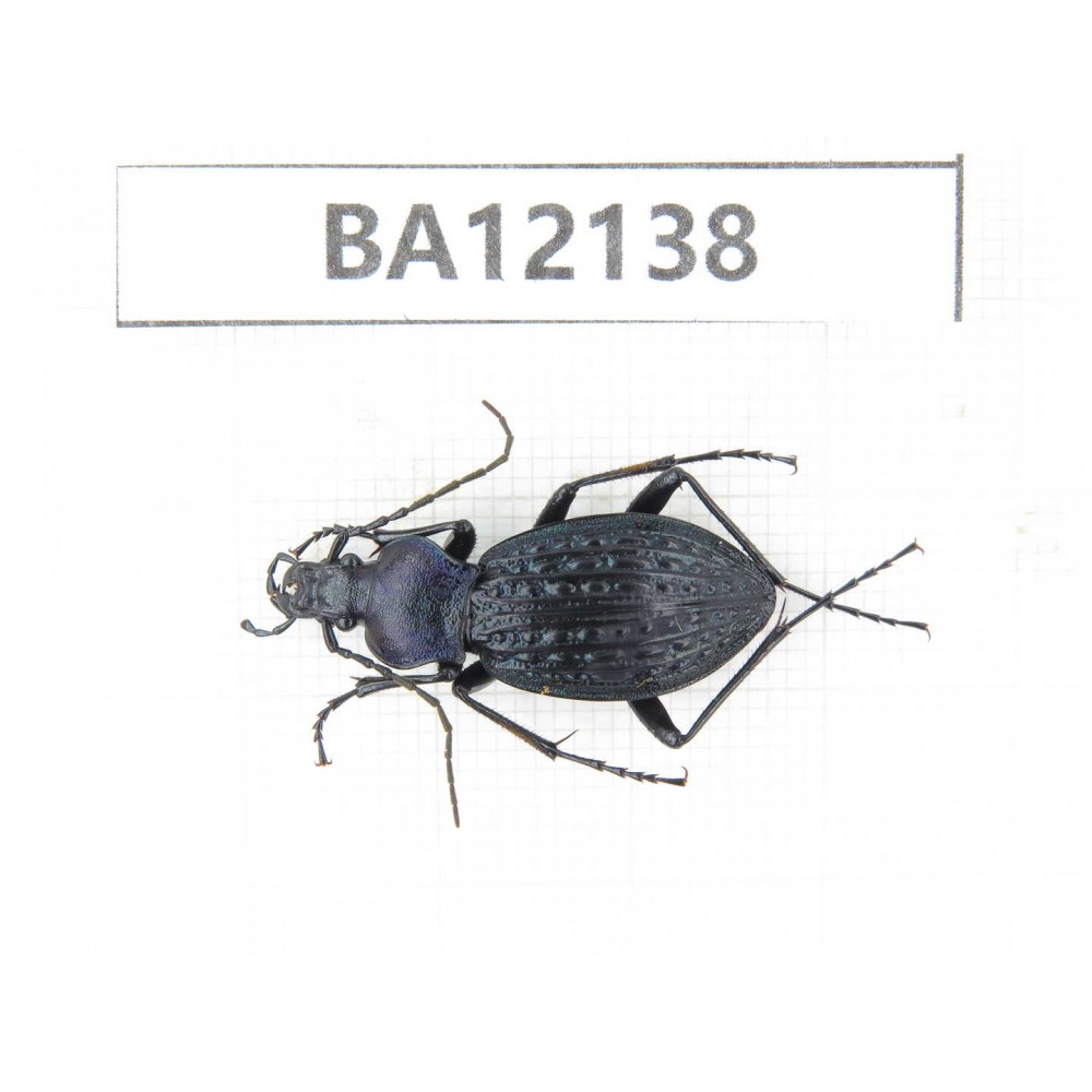 Carabidae sp. China,  Guangxi, Guilin, Mt.Maoershan.  1Pcs. BA12138.