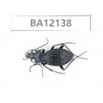 Carabidae sp. China,  Guangxi, Guilin, Mt.Maoershan.  1Pcs. BA12138.