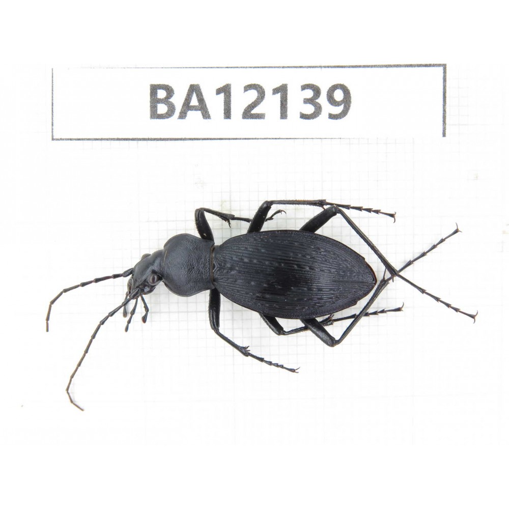 Carabidae sp. China,  Guangxi, Guilin, Mt.Maoershan.  1Pcs. BA12139.