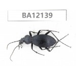 Carabidae sp. China,  Guangxi, Guilin, Mt.Maoershan.  1Pcs. BA12139.