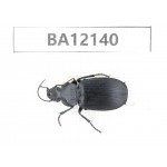Carabidae sp. China,  Guangxi, Guilin, Mt.Maoershan.  1Pcs. BA12140.