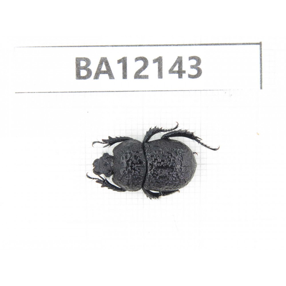 Geotrupidae sp. China, Yunnan, Xiangerila, Weixi county. 1Pcs. BA12143.